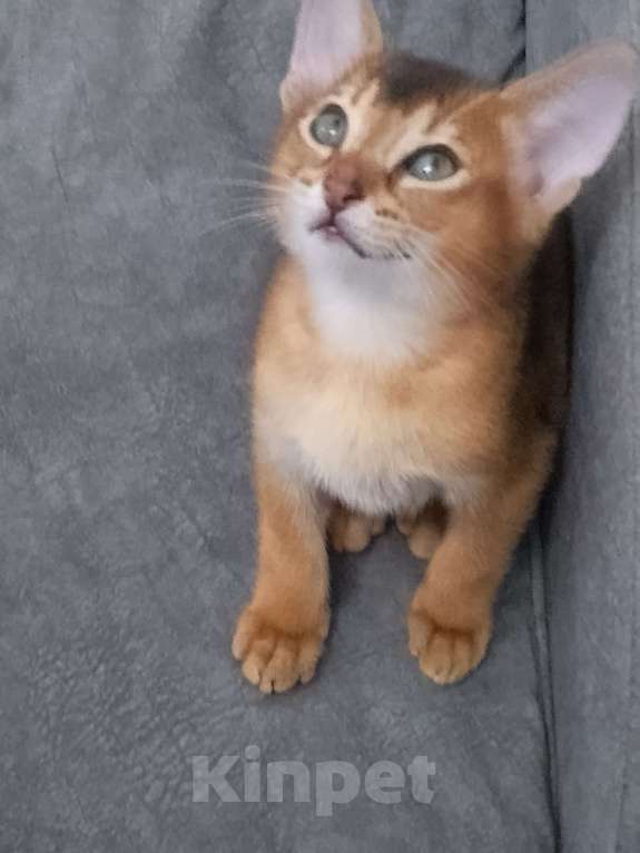 Кошки в Москве: Абиссинские котята Мальчик, 15 000 руб. - фото 4