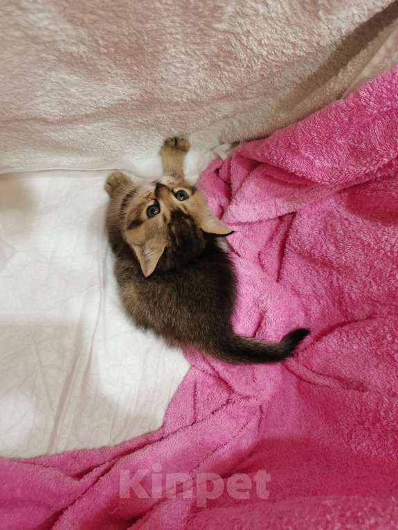 Кошки в Чебоксарах: Лапочка девочка Девочка, Бесплатно - фото 2