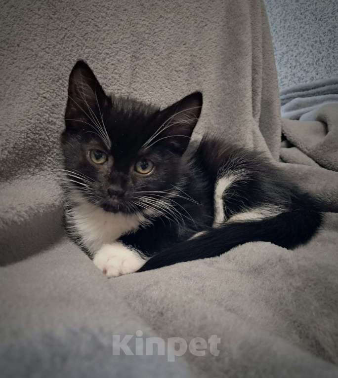 Кошки в Санкт-Петербурге: Славный котёнок - девочка ищет дом ! Девочка, Бесплатно - фото 2