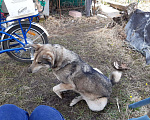 Собаки в Малом Вишере: Лайка ищет хозяина  Девочка, Бесплатно - фото 6