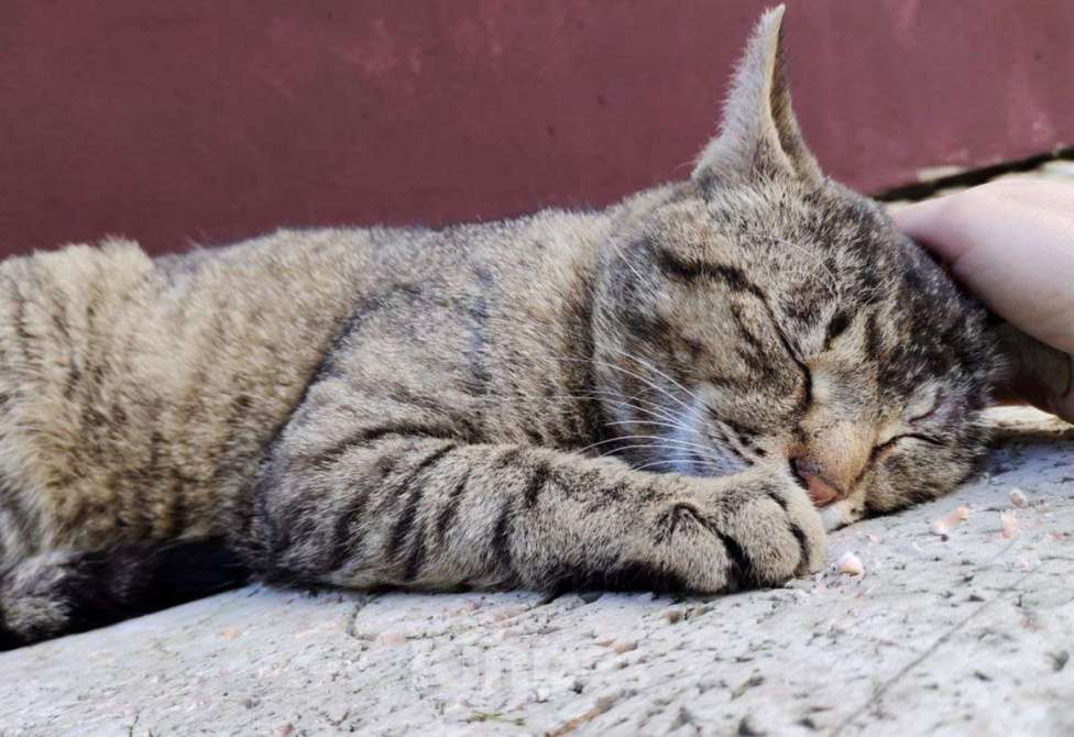 Кошки в Москве: Зеленоглазый Вася ждет свою семью на улице Мальчик, Бесплатно - фото 2