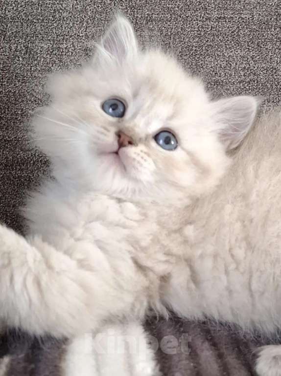 Кошки в Москве: Мальчик Хаку Мальчик, 80 000 руб. - фото 1