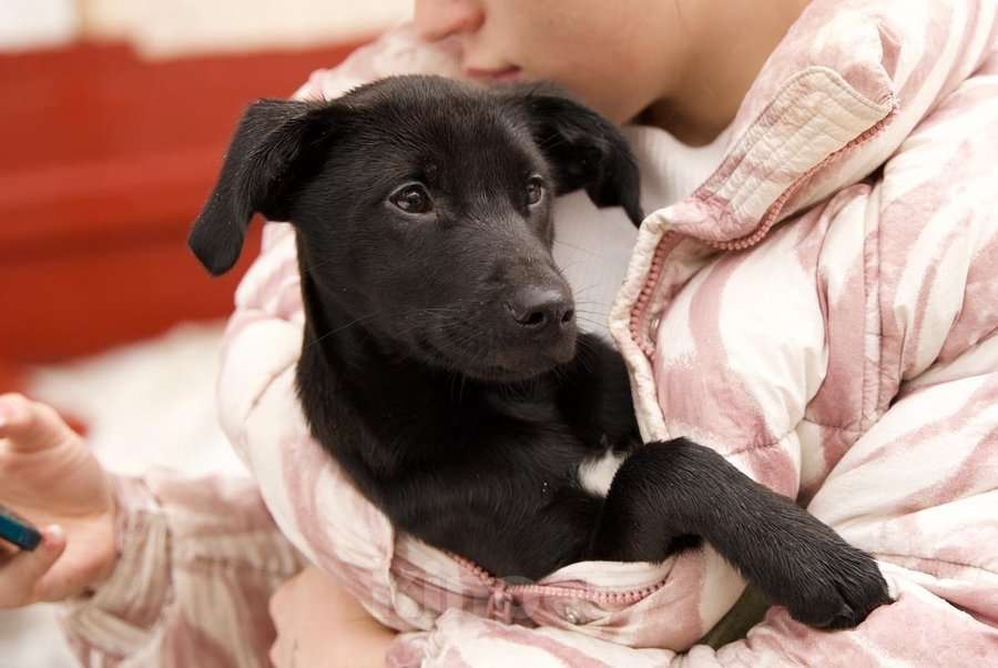 Собаки в Москве: Щенок ищет свою семью. Мальчик, Бесплатно - фото 3