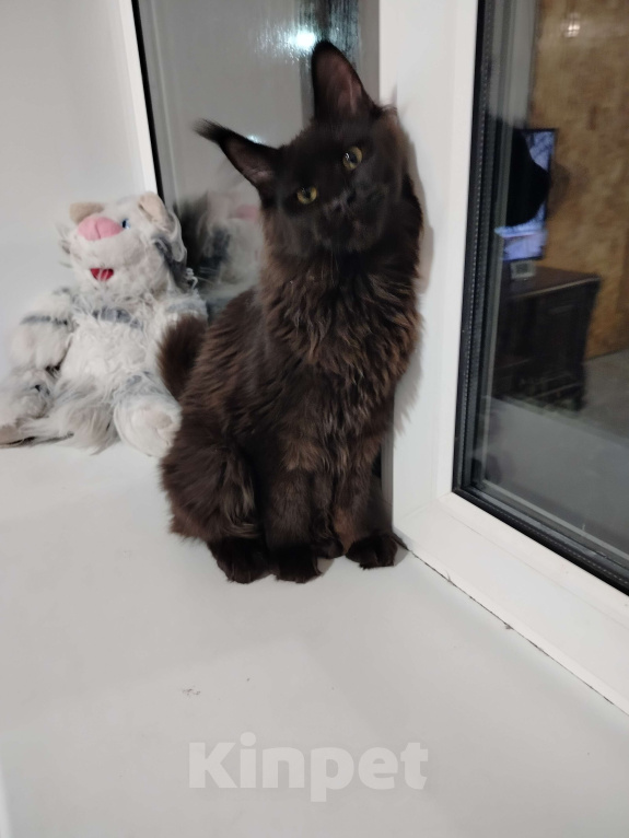 Кошки в Новосибирске: Коты Мальчик, 40 000 руб. - фото 3