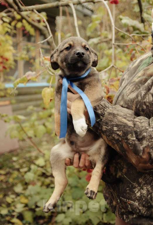 Собаки в Рыбном: Щенок в добрые руки Мальчик, Бесплатно - фото 1