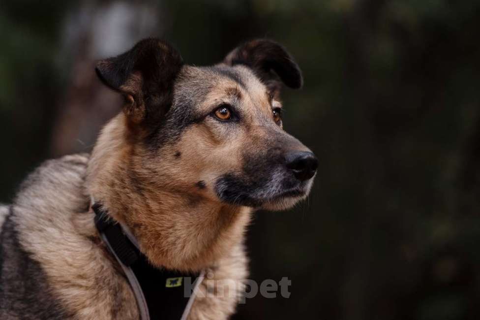 Собаки в Москве: Мойра Девочка, Бесплатно - фото 3