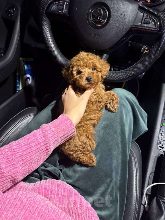 Собаки в Москве: Хантер Мальчик, 130 000 руб. - фото 4