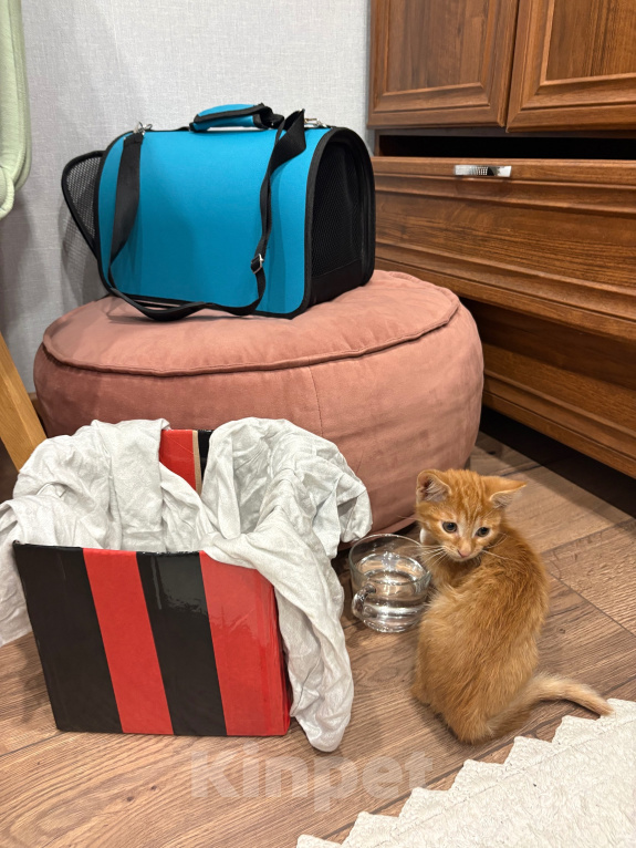 Кошки в Москве: Котенок в добрые руки Мальчик, Бесплатно - фото 5