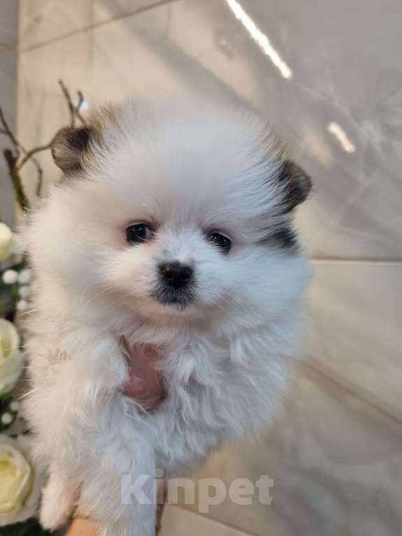 Собаки в Котельниково: Девочка  Девочка, 60 000 руб. - фото 3