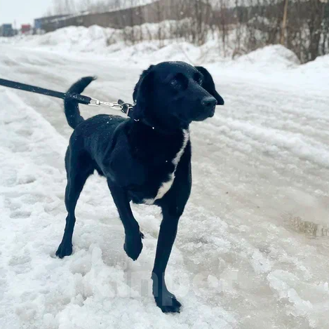 Собаки в Москве: Мира Девочка, Бесплатно - фото 3