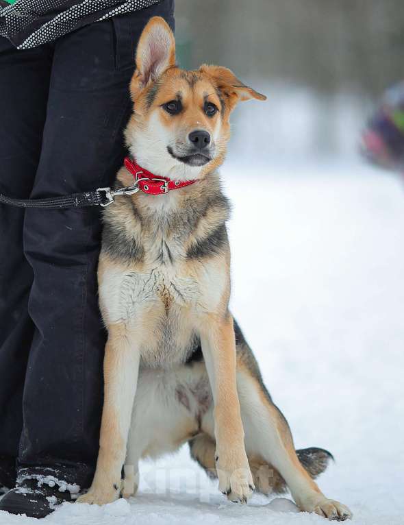 Собаки в Москве: Щенок Марти Девочка, Бесплатно - фото 6