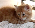 Кошки в Королеве: Котенок в добрые руки Мальчик, Бесплатно - фото 5