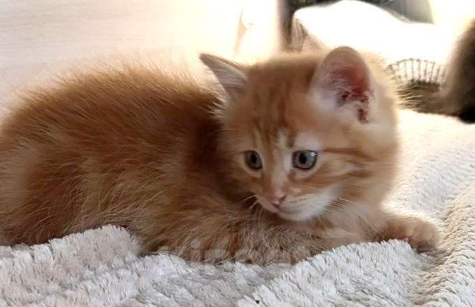 Кошки в Королеве: Котенок в добрые руки Мальчик, Бесплатно - фото 5