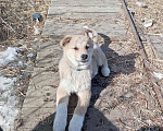 Собаки в Усть-Илимске: Отдам щенков от лайки Девочка, Бесплатно - фото 2