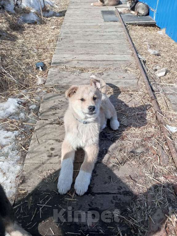 Собаки в Усть-Илимске: Отдам щенков от лайки Девочка, Бесплатно - фото 2
