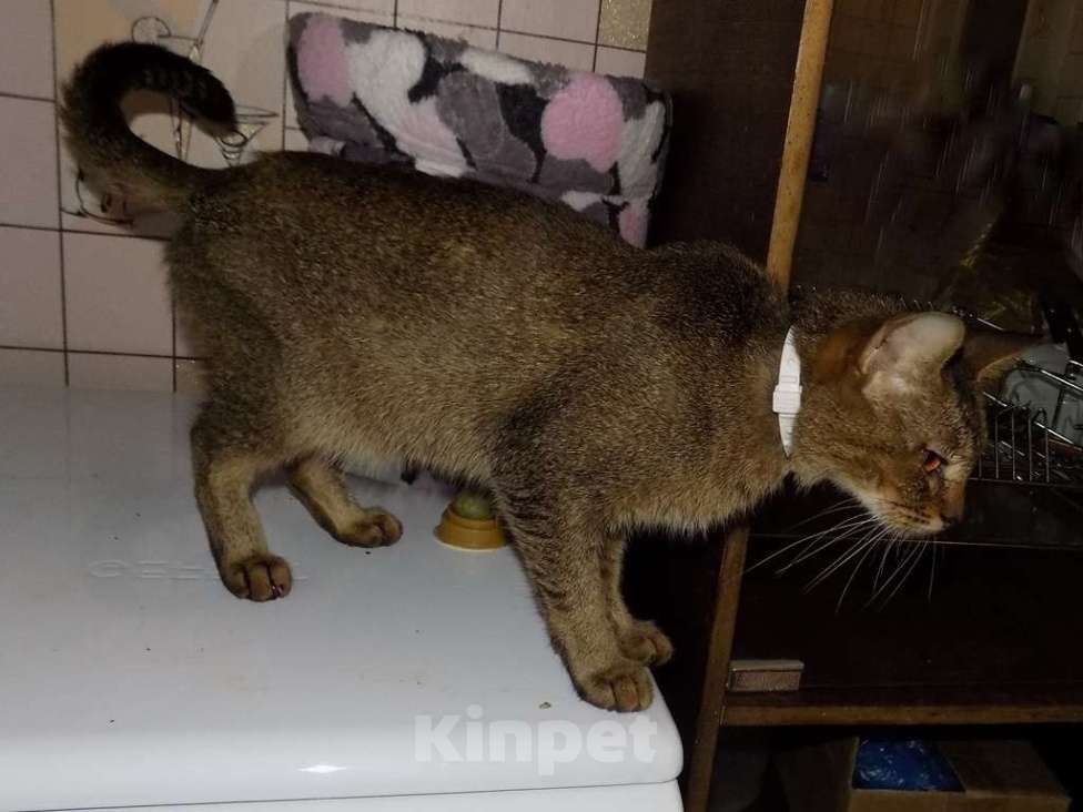 Кошки в Москве: Абиссинская кошка Девочка, 20 000 руб. - фото 4