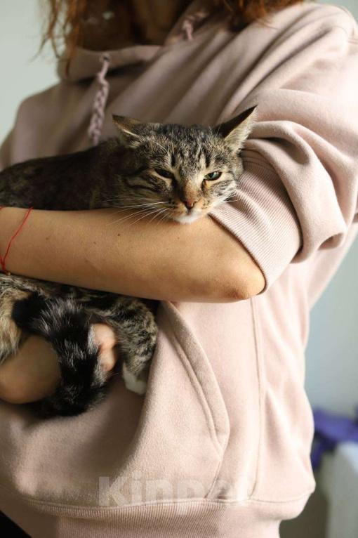 Кошки в Москве: Мама Марусенька в заботливые руки! Девочка, Бесплатно - фото 1