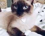 Кошки в Люберцах: Тайский милый котенок мальчик  Мальчик, 10 000 руб. - фото 7