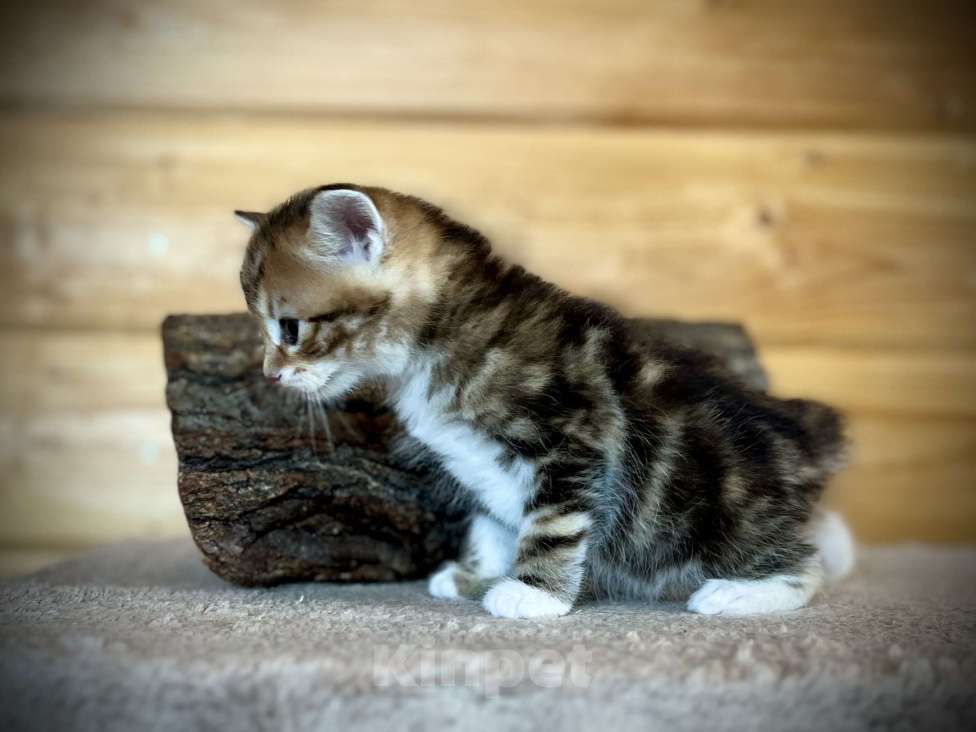 Кошки в других городах Московской области: Silk Lion Мальчик, 45 000 руб. - фото 2