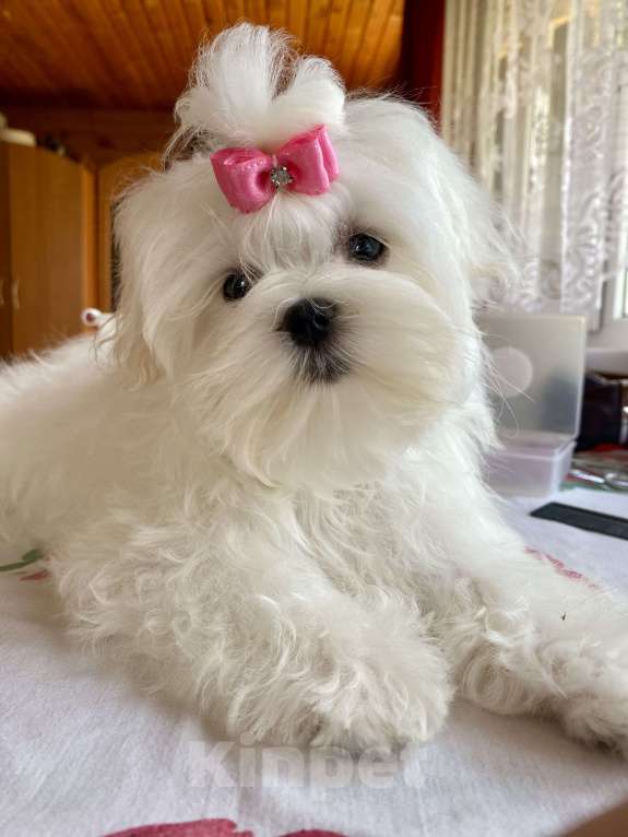 Собаки в Москве: Подрощенная девочка Мальтийской болонки 6 месяцев  Девочка, 150 000 руб. - фото 6