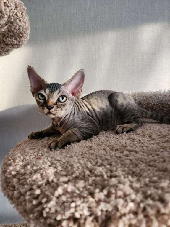 Кошки в Казани: Мальчик ,Арес Мальчик, 80 000 руб. - фото 2