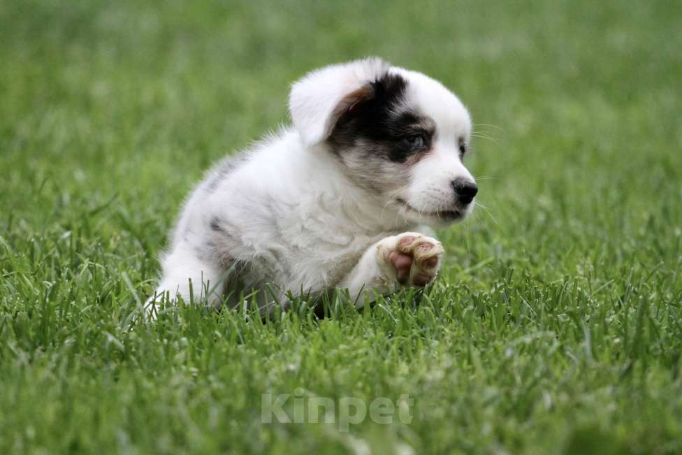 Собаки в Москве: Мальчик вельш корги кардиган Мальчик, Бесплатно - фото 7