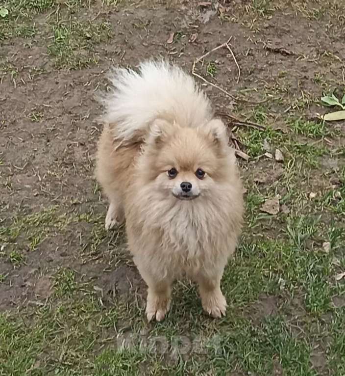 Собаки в Ковровом: Девчули - шпицули Девочка, Бесплатно - фото 1