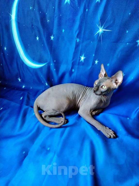 Кошки в Королеве: Очаровательный породный канадский сфинксеныш Мальчик, 60 000 руб. - фото 5