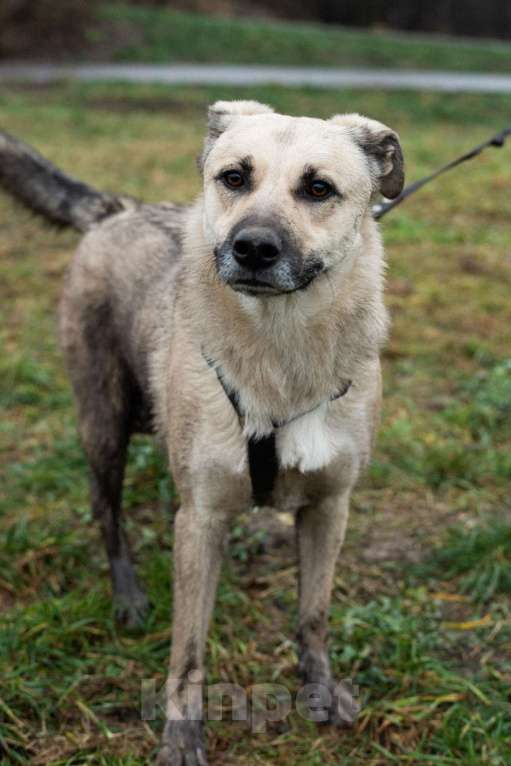 Собаки в Москве: Честер Мальчик, Бесплатно - фото 8