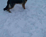Собаки в Новотроицке: Вязка, 1 руб. - фото 3