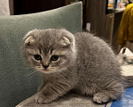 Кошки в Касимове: Шотландские вислоухие котята, 5 000 руб. - фото 2