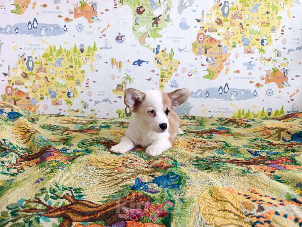 Собаки в Уфе: Корги пемброк Мальчик, 45 000 руб. - фото 4