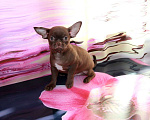 Собаки в Колпино: Чихуахуа щенки Мальчик, 25 000 руб. - фото 3