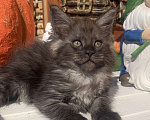 Кошки в Санкт-Петербурге: Котик мейн кун чёрный дымный Мальчик, 40 000 руб. - фото 4