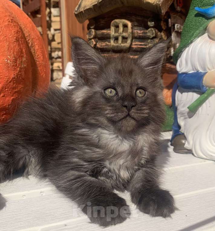 Кошки в Санкт-Петербурге: Котик мейн кун чёрный дымный Мальчик, 40 000 руб. - фото 4