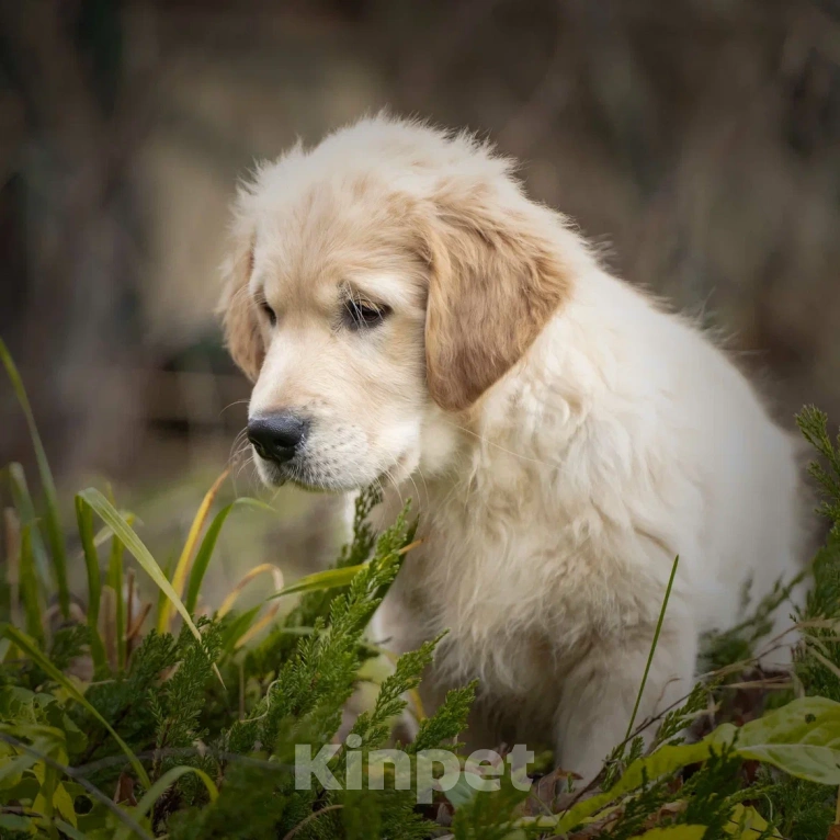 Собаки в Москве: Щенки Золотистого ретривера Мальчик, 120 000 руб. - фото 5