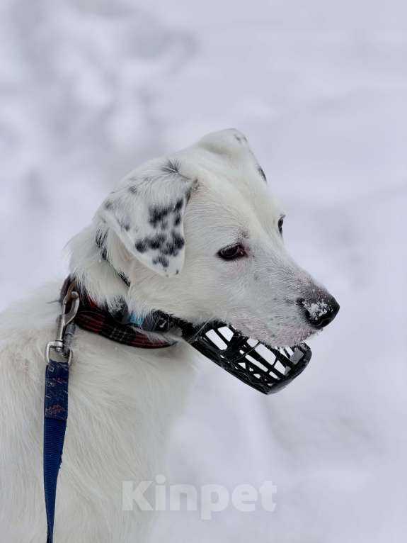 Собаки в Москве: В добрые руки Мальчик, Бесплатно - фото 6