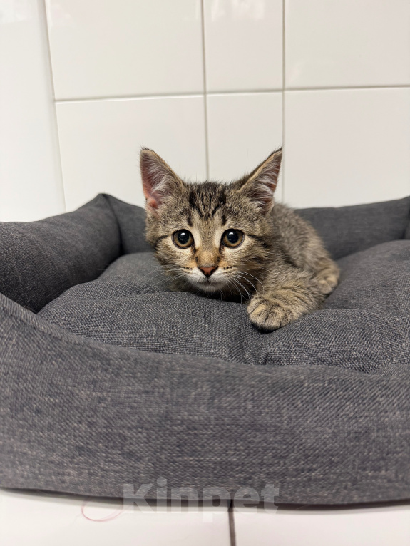 Кошки в Москве: Котенок мальчик ищет дом! Мальчик, Бесплатно - фото 2