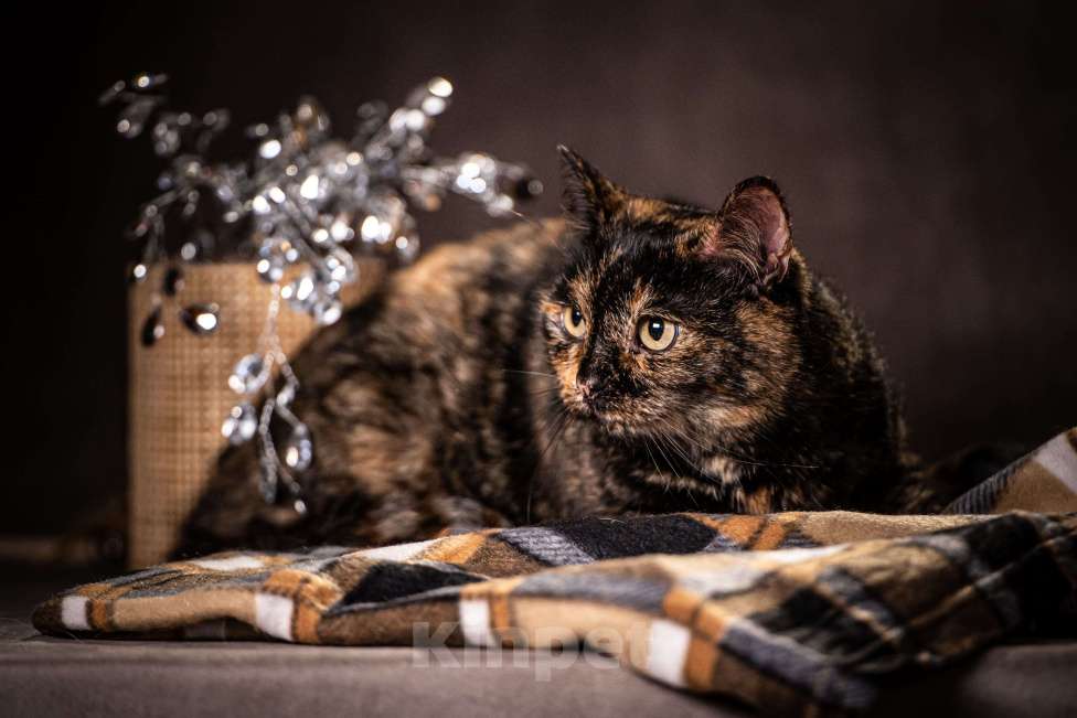 Кошки в Клине: Муся — славная кошечка с необыкновенно красивым окрасом Девочка, Бесплатно - фото 5