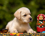 Собаки в Москве: Палевый щенок Лабрадора от родителей Чемпионов Мальчик, Бесплатно - фото 3