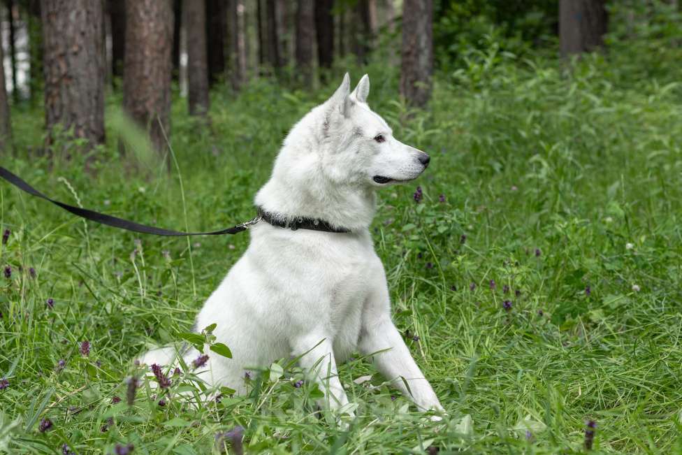 Собаки в Москве: Белый красавец Норд в добрые руки Мальчик, 1 руб. - фото 6