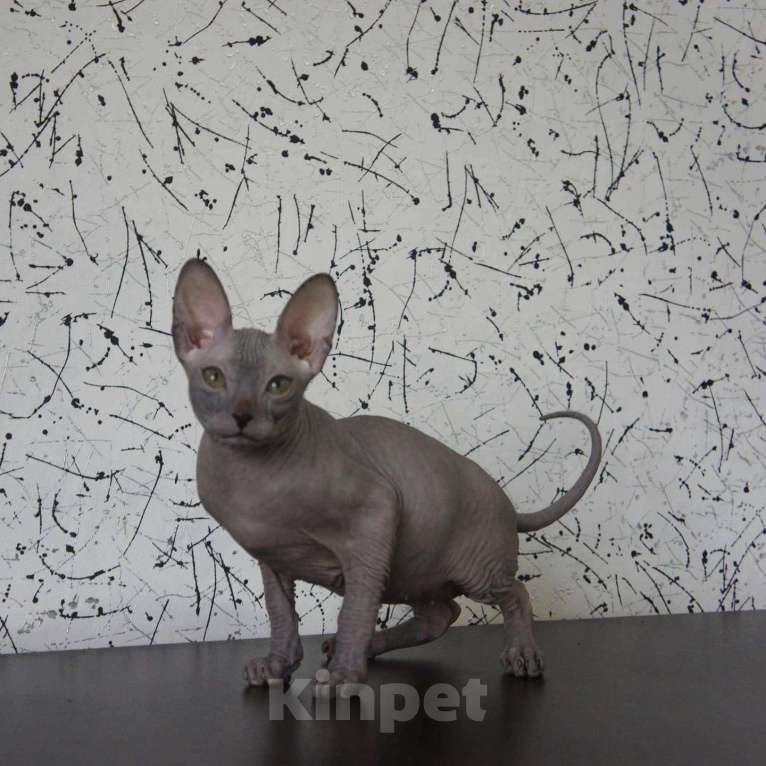 Кошки в Усинске: Котик Донской сфинкс, 5 000 руб. - фото 1