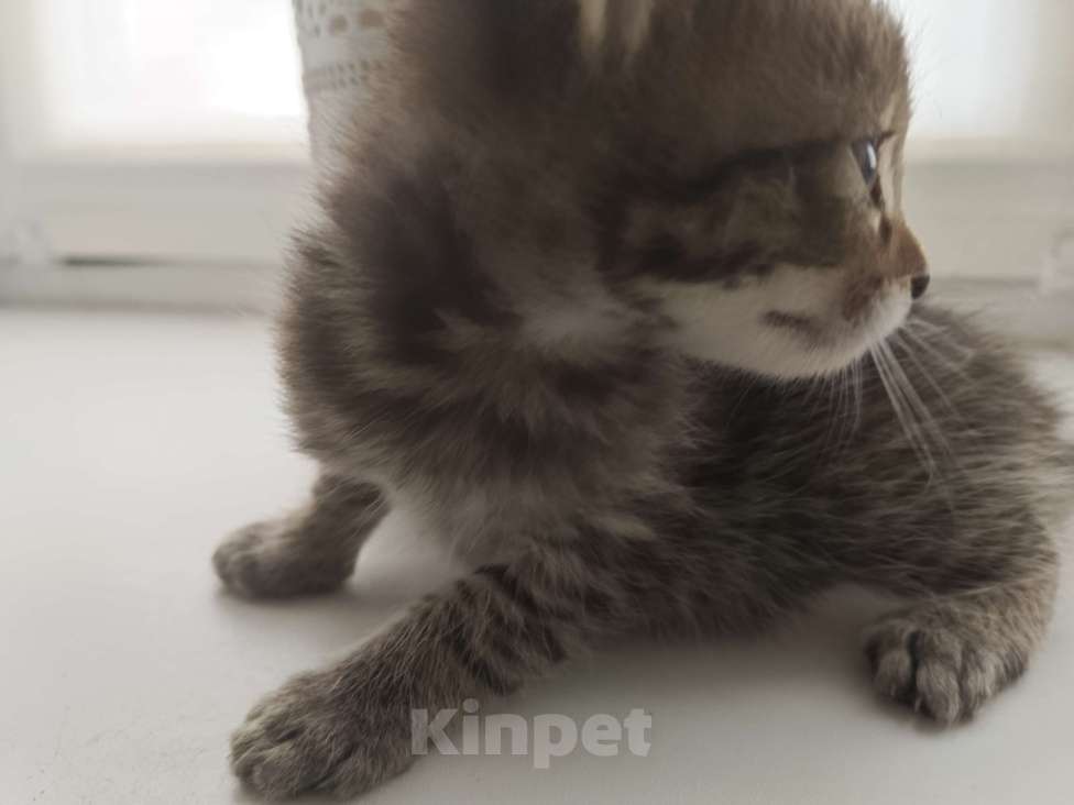 Кошки в Москве: Антистресс Мальчик, Бесплатно - фото 3