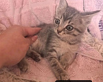 Кошки в Новокузнецке: Отдам котят в добрые руки Разнополые, Бесплатно - фото 3
