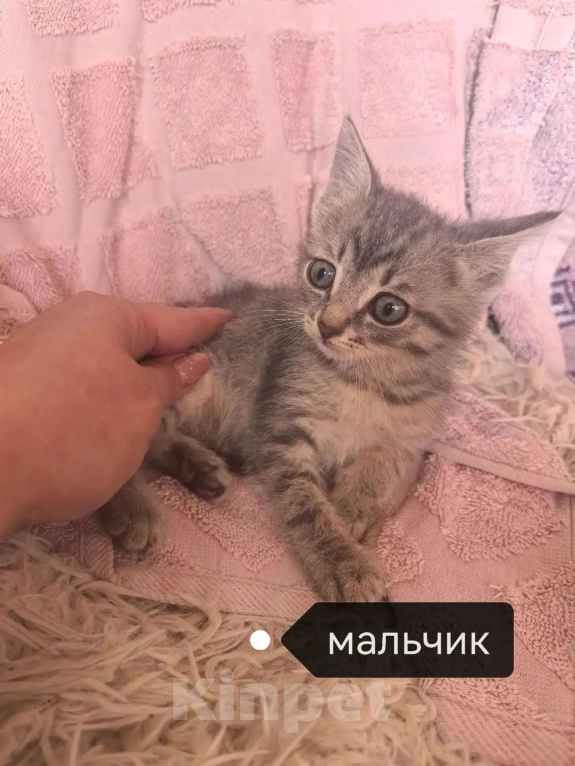 Кошки в Новокузнецке: Отдам котят в добрые руки Разнополые, Бесплатно - фото 3