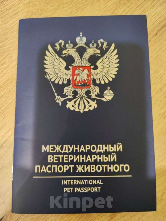 Собаки в других городах Московской области: Щенок золотистый ретривер  Мальчик, 80 000 руб. - фото 3
