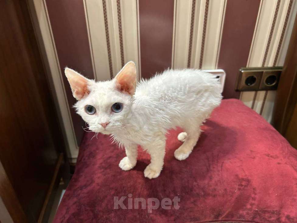 Кошки в Москве: кошечка девон рекс белая с разноцветными глазами Девочка, 150 000 руб. - фото 1