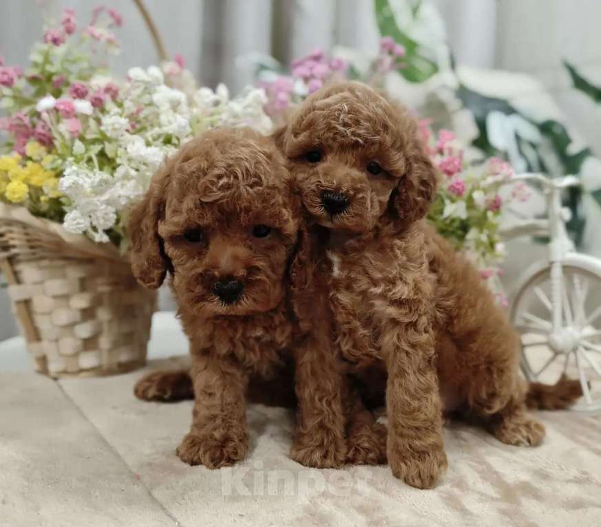 Собаки в Твери: Щенки пуделя. Разнополые, 60 000 руб. - фото 3