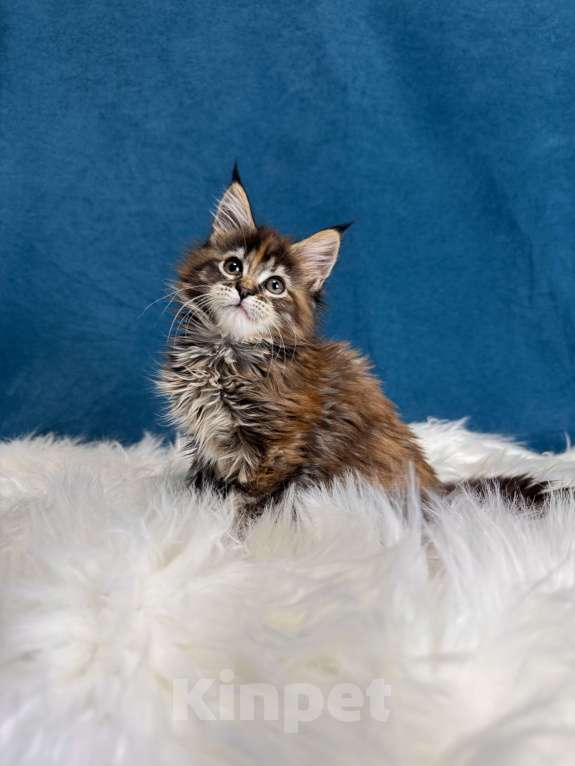 Кошки в Москве: Котенок мейн-кун, девочка Девочка, 70 000 руб. - фото 3