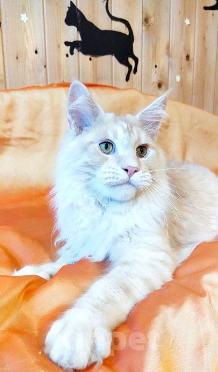 Кошки в Челябинске: 🔥🔥🔥МАЛЬЧИК МЕЙН-КУН ПИТОМНИК🔥🔥🔥 Мальчик, 25 000 руб. - фото 3
